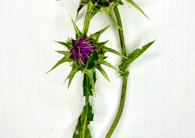Carciofo selvatico