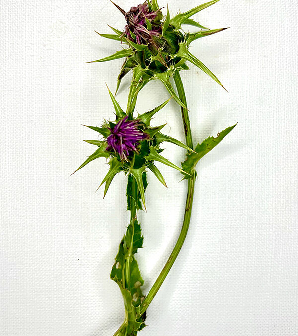 Carciofo selvatico