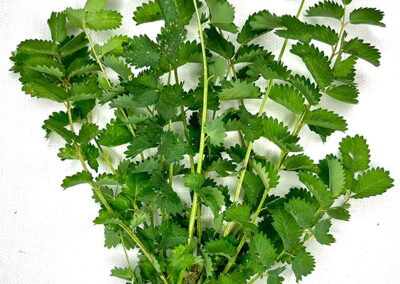 Pimpinella