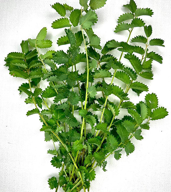 Pimpinella
