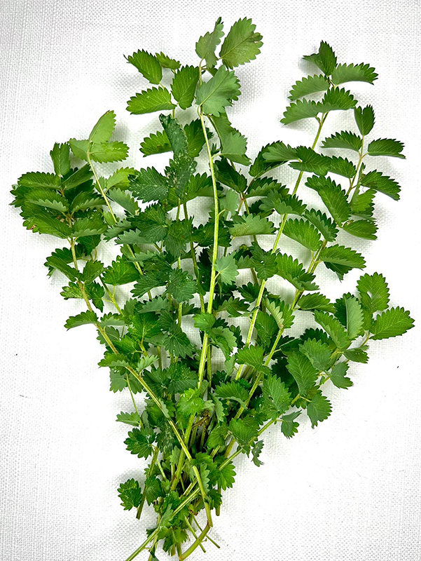 Pimpinella