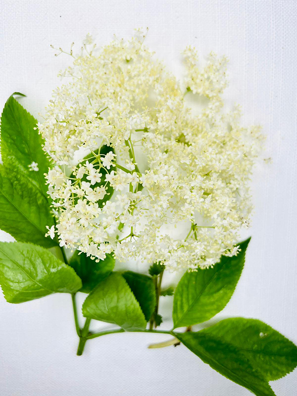 Sambucus