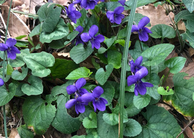 Violetta selvatica
