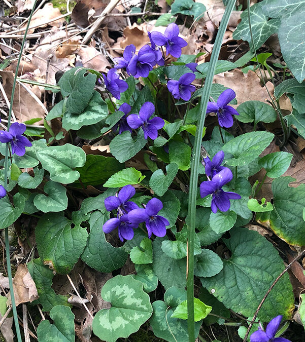 Violetta selvatica