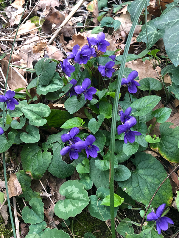 Violetta-selvatica