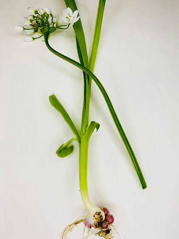 aglio-orsino