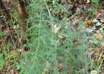 Asparago selvatico