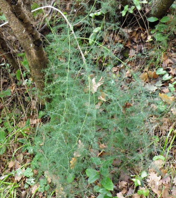 Asparago selvatico