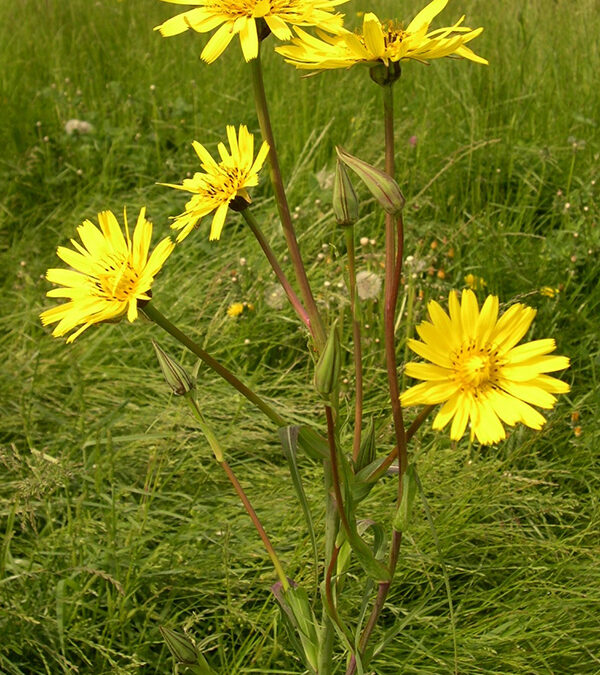 Barba di becco