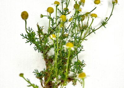 Camomilla