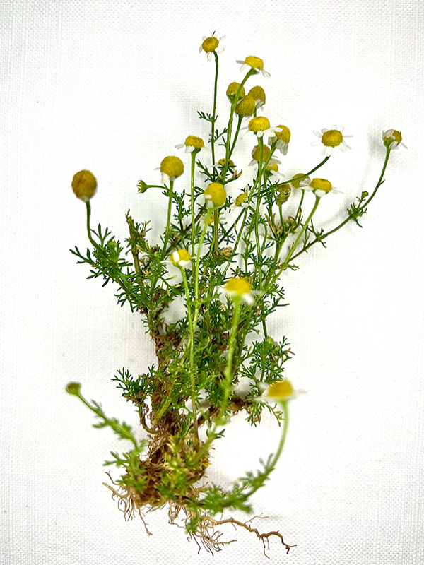 camomilla