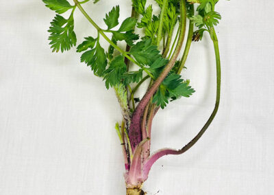 Carota