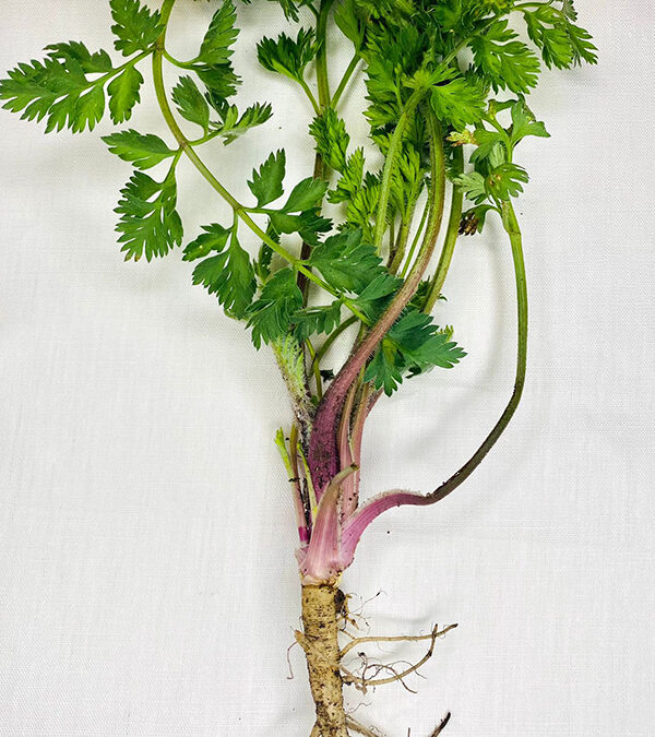 Carota