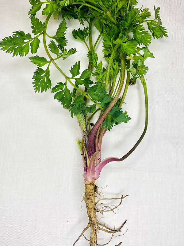 carota