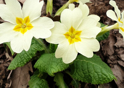Primula comune