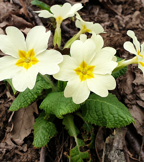 Primula comune