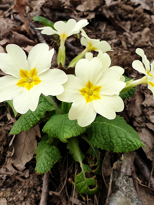 primula-comune
